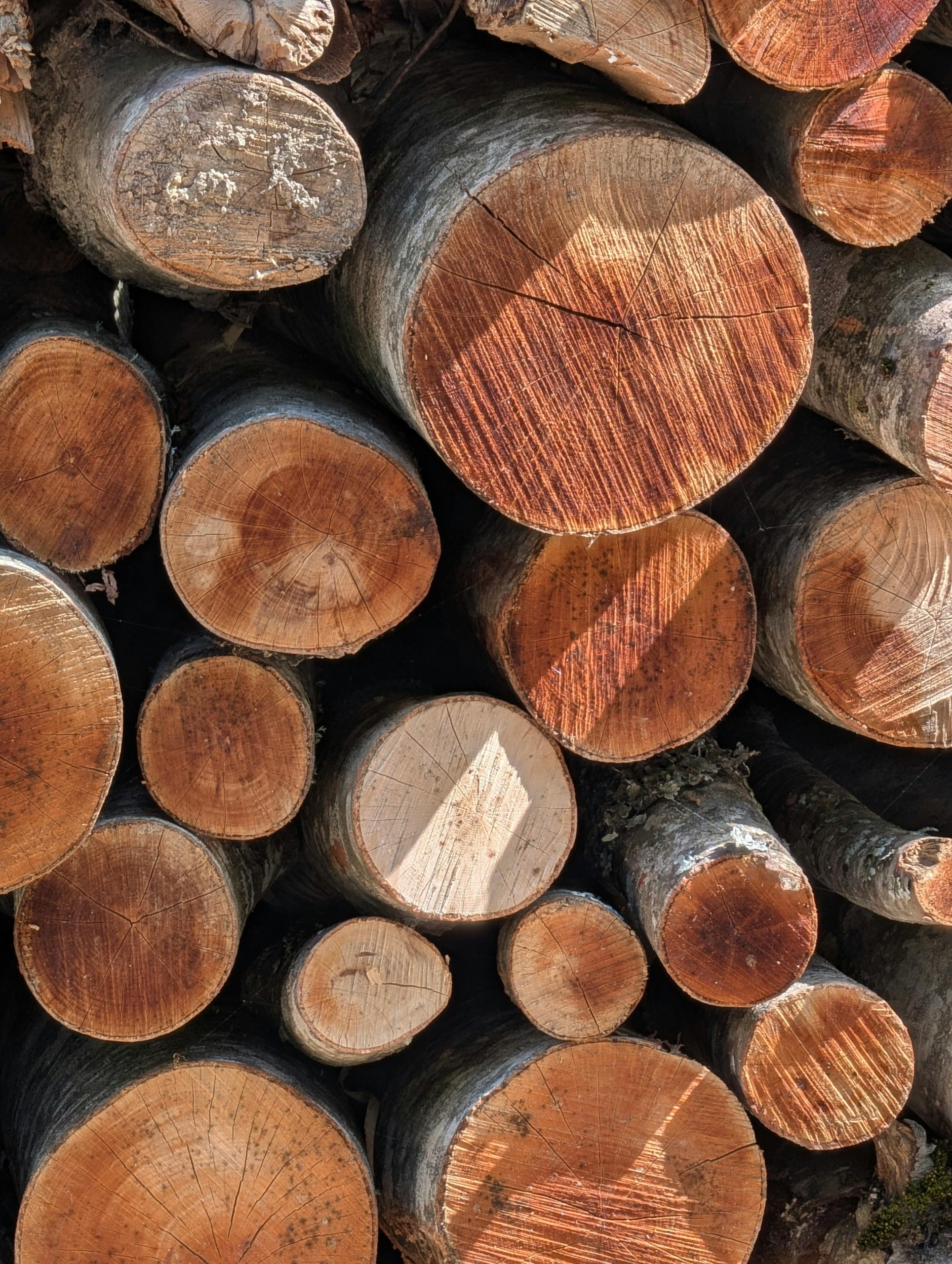 Pile of freshly cut wooden logs showcasing natural texture and patterns in outdoor setting.
